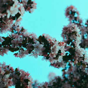 chinese熟女老女人HD
